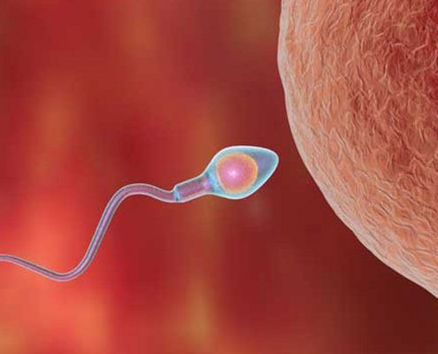 spermium und eizelle