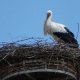 storch im nest